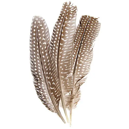 Guinea Fowl Quills – 6–9 Inch, 3 Packs (10 Pieces Each) 1